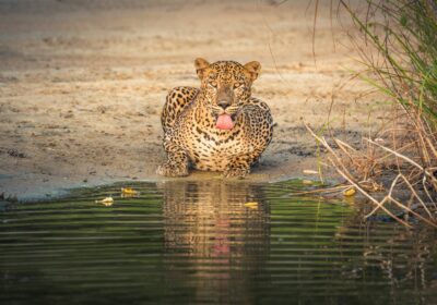 Yala Safari Expedition – Full Day Experience