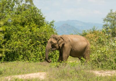 Udawalawe Safari Adventure – Full Day Experience